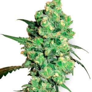 CANDY KUSH GRANEL
