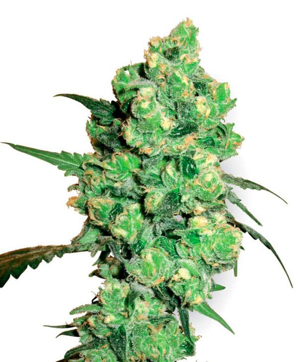 CANDY KUSH GRANEL