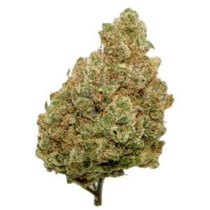 NOTHERN LIGHT HIGHNESS