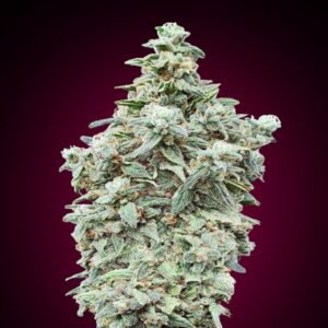 CHERRY PIE GRANEL
