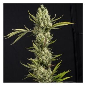AK-47 AUTO GRANEL