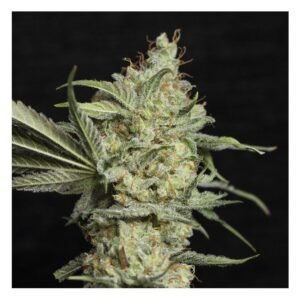 AMNESIA ORIGINAL GRANEL