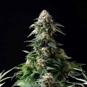AMNESIA XXL AUTO GRANEL