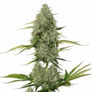 AUTO CRITICAL GRANEL