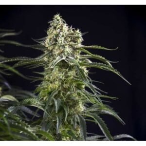 AUTO SOMANGO GRANEL