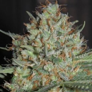 WHITE WIDOW AUTO GRANEL