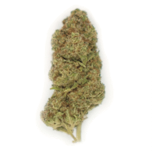 BUBBLE GUM INDOOR PREMIUM 3GR LIVE BIO HEMP