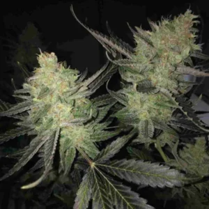 MELON GUM GRANEL