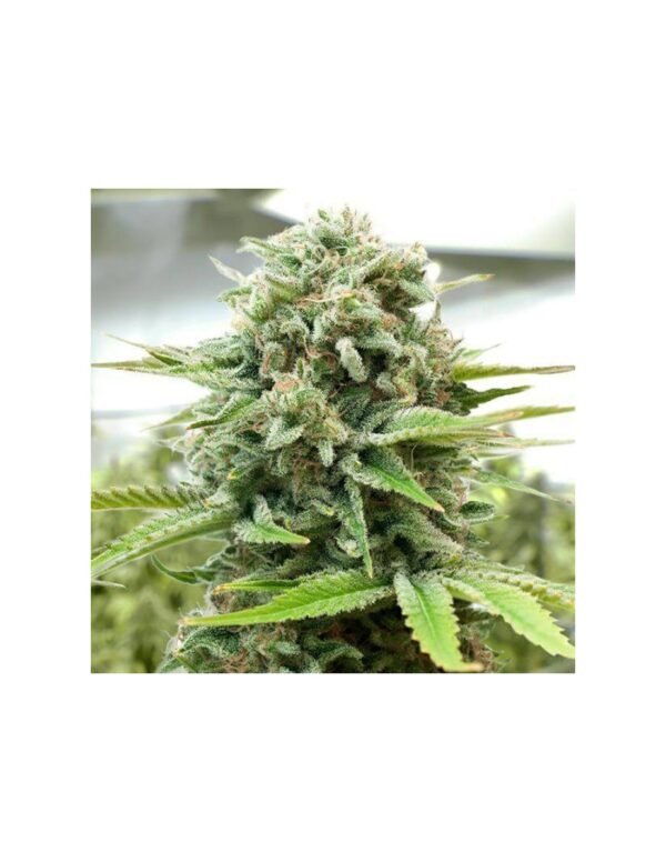 MOBY DICK GRANEL