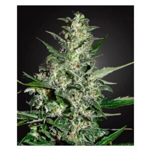 SUPER SKUNK GRANEL