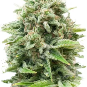 WHITE WIDOW GRANEL